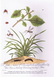 Lady Bird og Daddy Long Legs: Coccinella og Tipula Oleracea (farve litho) af Eleazar (after) Albin