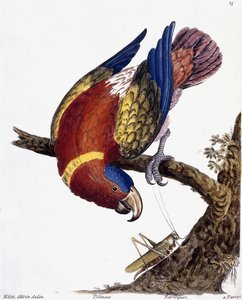 En papegøje, 1731-1738
