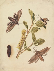 Liguster Hawk Moths og Callajoppa Exaltatoria af Eleazar Albin