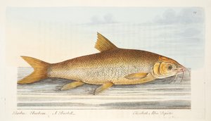 The Barbel, fra A Treatise on Fish and Fish-damme, pub. 1832 (håndfarvet gravering)