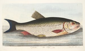 The Chub, fra A Treatise on Fish and Fish-damme, pub. 1832 (håndfarvet gravering) af Eleazar Albin