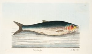 Silden, fra A Treatise on Fish and Fish-damme, pub. 1832 (håndfarvet gravering)