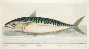 Makrellen, fra A Treatise on Fish and Fish-damme, pub. 1832 (håndfarvet gravering)