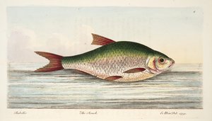 The Roach, fra A Treatise on Fish and Fish-damme, pub. 1832 (håndfarvet gravering) af Eleazar Albin