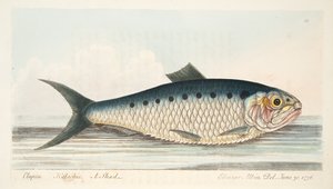 The Shad, fra A Treatise on Fish and Fish-damme, pub. 1832 (håndfarvet gravering) af Eleazar Albin
