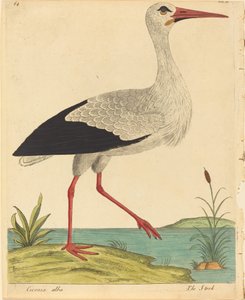 Storken Ciconia Alba, udgivet 17311738.