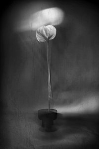 Yndefuld lysblomstring