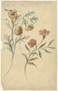 Blomsterstudie af en rød og en brun blomst