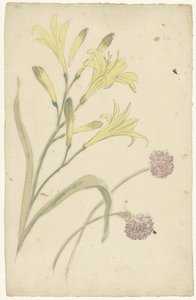 Blomsterstudier af en gul lilje og et blomstrende løg