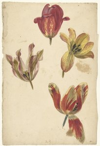 Studier af fire tulipaner af Elias van Nijmegen