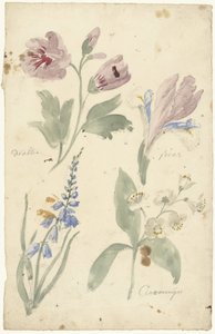 Undersøgelser af blomster inklusive en iris af Elias van Nijmegen