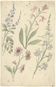 Fire undersøgelser af lyserøde og blå blomster af Elias van Nijmegen