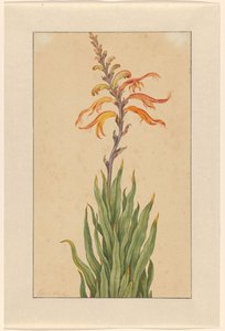 Crocosmia (Montbretia) af Elias van den Broeck (signed by artist)
