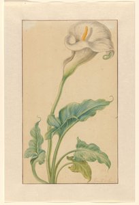 Hvid arron stilk af Elias van den Broeck (signed by artist)
