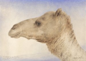 Portrait of the Artists Dromedary, 1862 (wc over grafit på papir)