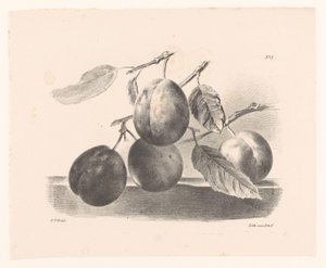 Pruimen aan takken Principper for blomster og frugter for begyndere (serietitel) af Elise Therèse Daiwaille
