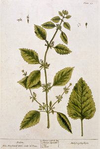 Balsam, tallerken 27 fra 