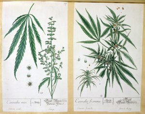 Cannabis mas og Cannabis foemina, fra 