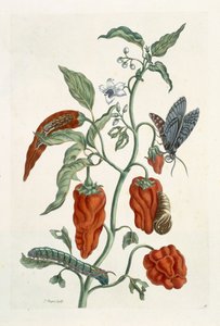 Jomfruhummer, fra "A Curious Herbal", 1782 (farvestik)