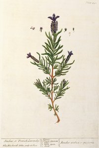 Fransk lavendel, tallerken 241 fra 