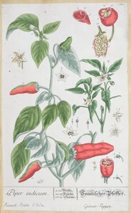 Guinea Pepper (Piper Indicum) tallerken 129 fra den tyske udgave af 