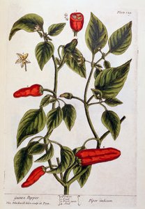 Guinea Peber, tallerken 129 fra 