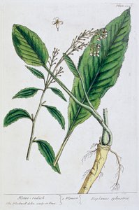 Peberrod, 1782 af Elizabeth Blackwell
