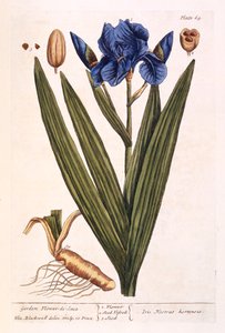 Iris, plade 69 fra 