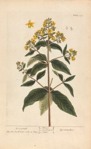 Lysimachia (Loosestrife), plade 278 fra 