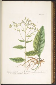 Tallerken 102, fra 