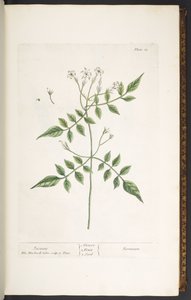 Tallerken 13, Jasmine, fra 