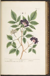 Tallerken 151, fra 