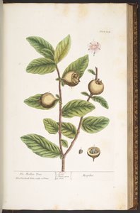 Tallerken 154, fra 
