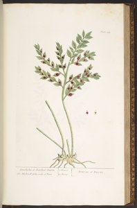 Tallerken 155, fra 