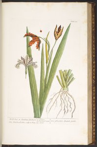 Tallerken 158, fra 