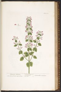 Tallerken 166, Mountain Calamint, fra 