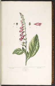 Tallerken 16, Fox Glove, fra 