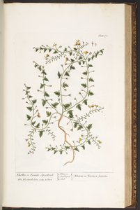 Tallerken 170, fra 