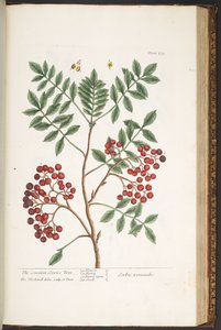 Tallerken 173, fra 