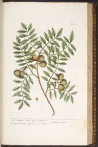 Tallerken 174, fra 