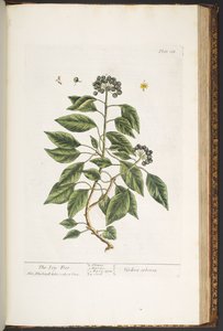 Tallerken 188, fra 