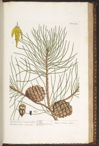 Tallerken 189, fra 