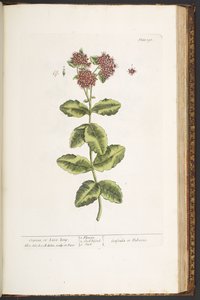 Tallerken 191, Orpine, eller Lev længe, fra 