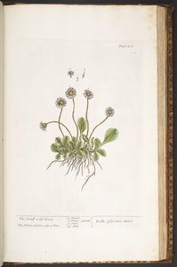 Tallerken 200, The Small Wild Daisy, fra 