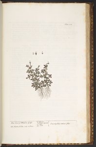 Tallerken 212, fra 