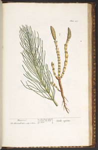Tallerken 217, Padderok, fra 