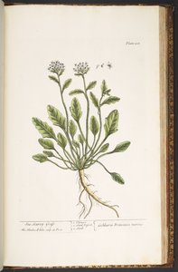 Tallerken 218, fra 