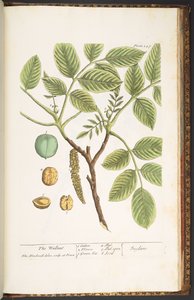 Tallerken 247, The Wallnut, fra 