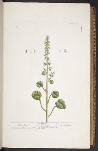 Tallerken 263, fra 