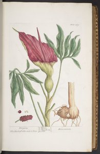 Tallerken 269, Dragons eller Dracontium, fra 